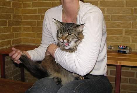 Maine Coon Evita - nu gider jeg heller ikke mere billede 15