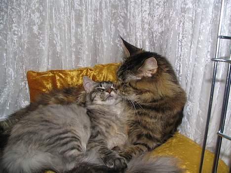 Maine Coon Evita - søster som hygger billede 16