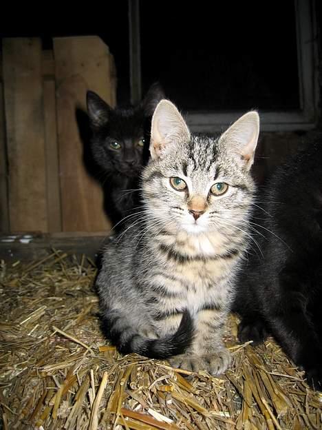 Blanding af racer Smutter - Godavs med dig!! billede 1