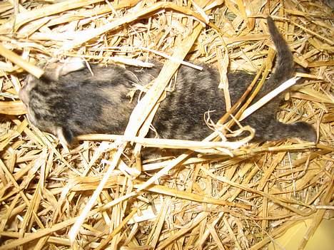 Blanding af racer Smutter - Lille bitte mig.. (her er hun ikke ret mange dage gammel) billede 2