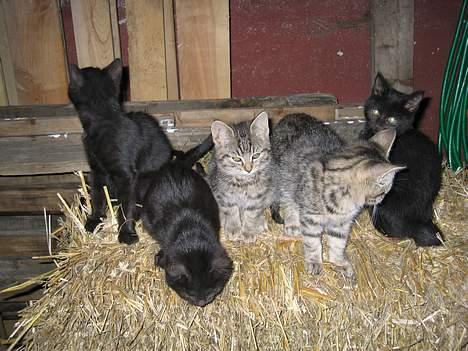 Blanding af racer Smutter - Jeg er den i midten.. billede 3