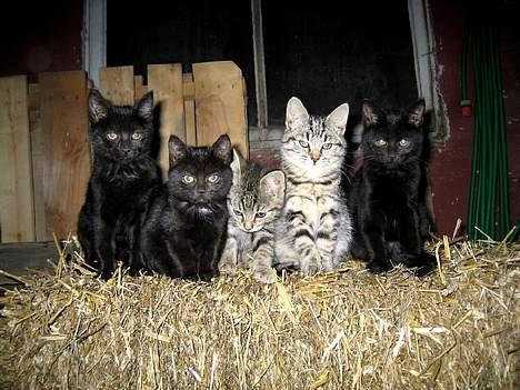 Blanding af racer Smutter - Hey, så flyt dig dog lidt! Jeg vil også med på billedet!! billede 4