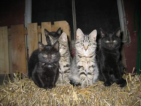 Blanding af racer Smutter - Hey, nu sidder du i vejen igen!! billede 5