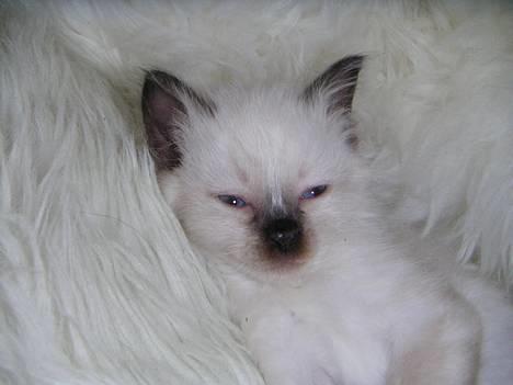 Hellig Birma Mr. Egyptian King Emil billede 1