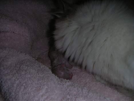 Hellig Birma Mr. Egyptian King Emil - Nyfødt billede 2