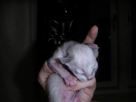 Hellig Birma Mr. Egyptian King Emil billede 3