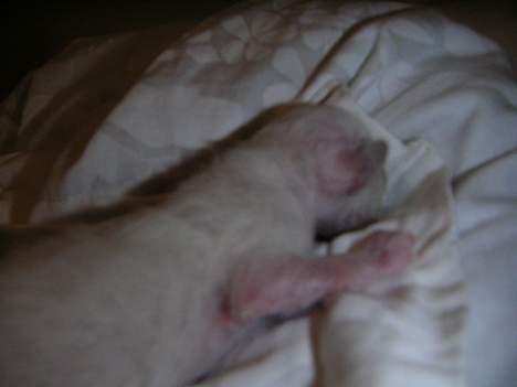 Hellig Birma Mr. Egyptian King Emil billede 5