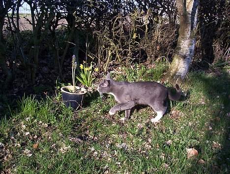 Blanding af racer gizmo  rip. <3 billede 12