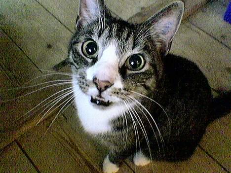 Huskat Flamme - Miiiiiivvvv - mad? billede 1