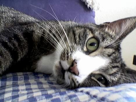 Huskat Flamme - Sumper sammen med mor i sofaen :-) billede 2