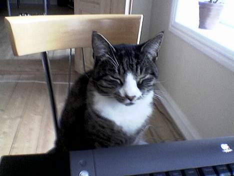 Huskat Flamme - Falder i staver sammen med mor ved computerbordet - det er hårdt at lave eksamensopgave :-) billede 3