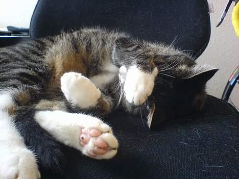 Huskat Flamme - Zzzzzz - neiiii, du må IK´ ta billeder af mig!!! billede 4