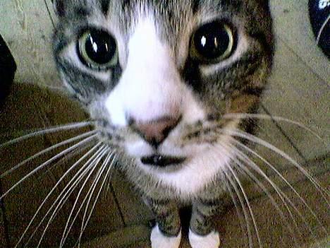 Huskat Flamme - Har du stadig ikke noget mad? Er du helt sikker? billede 5