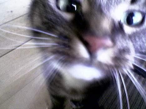 Huskat Tigerdreng - Hvorfor peger du på mig med den der dims? Hvad ER det for én? billede 2