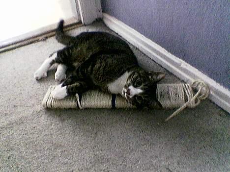 Huskat Flamme - Jeg skal DRÆBE den! billede 6