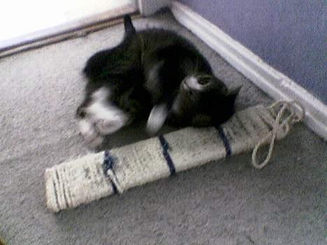 Huskat Flamme - Jeg DRÆBER den :-D billede 7