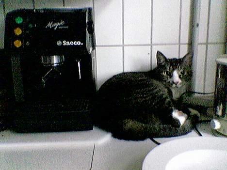 Huskat Flamme - Hvad er der i vejen med at sove på køkkenbordet? billede 8