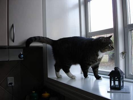 Huskat Tigerdreng - Jeg vil UUUUUDDDDD!!!! billede 3