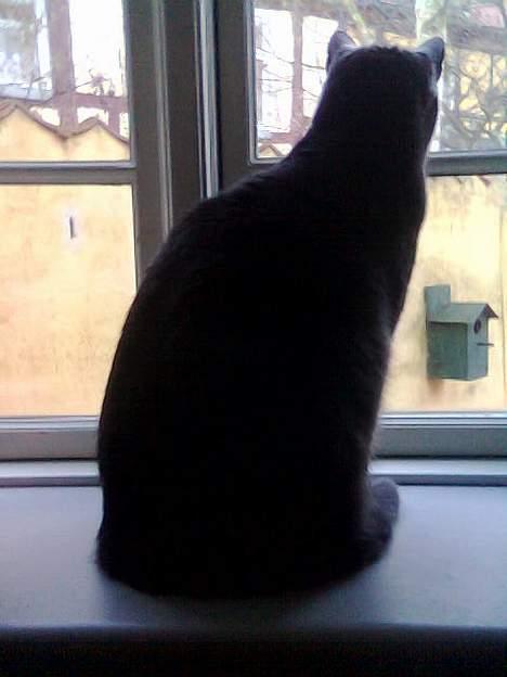 Huskat Mogens Mis - Holder lige øje med om der kommer fugle til fulgekassen!  billede 6