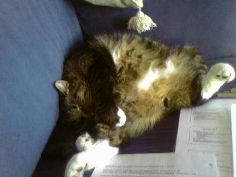 Huskat Tigerdreng - Zzzzzz - det er hårdt at lave eksamensopgave! billede 4