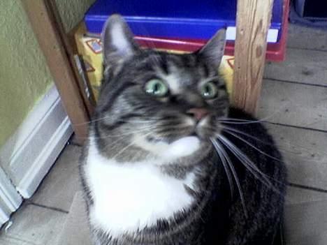 Huskat Tigerdreng - Hva er nu det? billede 5