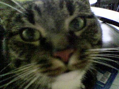 Huskat Tigerdreng - Hai - er du dér? billede 7