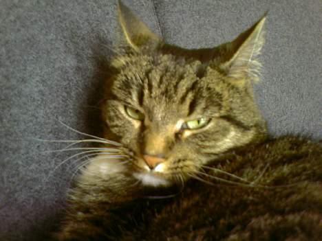 Huskat Tigerdreng - Hva nu??? Jeg lå lige og sov... billede 8