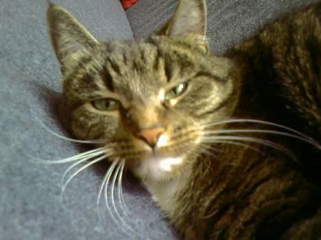 Huskat Tigerdreng - Ahva? billede 9