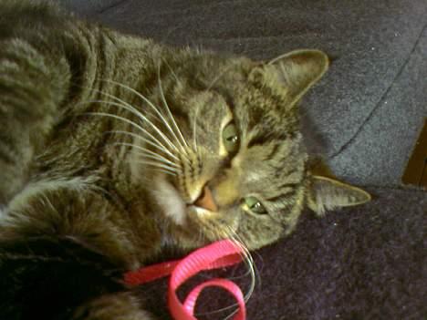 Huskat Tigerdreng - Nøjh - en SNOR! Den skal dræbes! billede 10