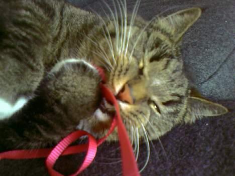 Huskat Tigerdreng - MUMS :-D Jeg DRÆBER dig :-D billede 11