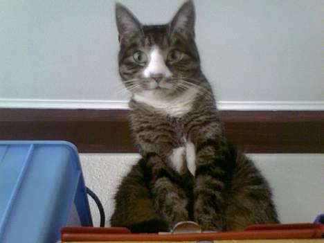 Huskat Flamme - Haiii - her sidder jeg lige - og du kan ikke nå mig - nah nah nah nahhh nahhhhaaa nah billede 9