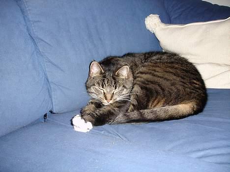 Huskat Tigerdreng - Hård dag/nat! billede 12