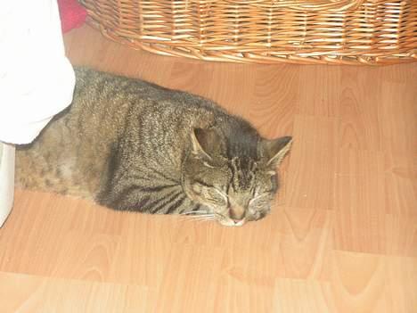 Blanding af racer Kovo billede 7