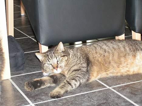 Blanding af racer Kovo billede 8