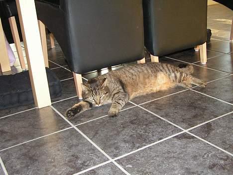 Blanding af racer Kovo billede 9