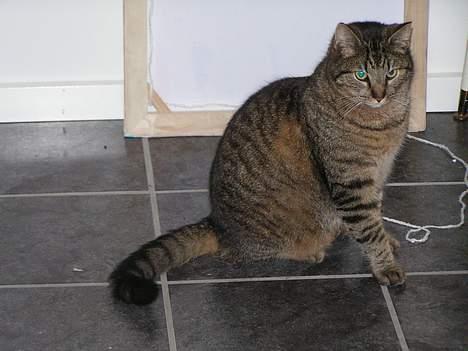 Blanding af racer Kovo billede 10