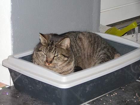 Blanding af racer Kovo billede 11