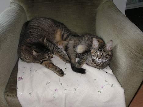 Blanding af racer Kovo billede 12