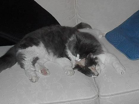 Huskat Buller - forsvundet :'( - Her ligger Buller og sover sammen med hans søster . billede 1