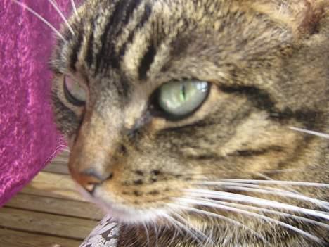 Huskat olivia billede 20