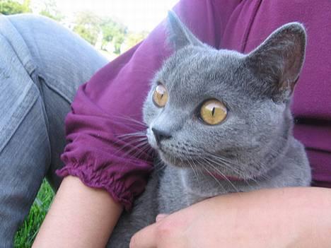 British Shorthair Røskva - Når det er lidt overvældende, så er det godt at man har støtte med. billede 16