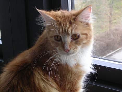 Maine Coon Candy (død dec08) - jeg elsker at kigge ud af vinduet billede 15