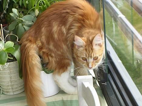 Maine Coon Candy (død dec08) - æv! humlebien fløj ud, og jeg nåede ikke at fange den.. æv æv billede 16