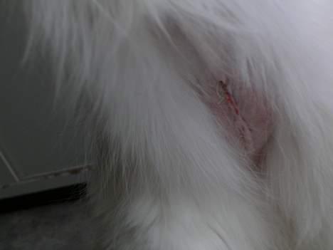 Norsk Skovkat Felix (bortløbet okt.08) - se lige min av av´er....jeg spiser aldrig sutter mere billede 15