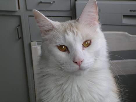 Norsk Skovkat Felix (bortløbet okt.08) - efter en hård oplevelse med sut i tyndtarmen.. billede 16