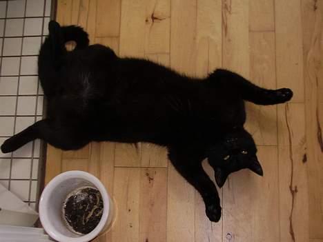 Huskat Bamse R.I.P - Jeg tager mig lige en lur så gå uden om... billede 4