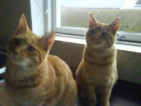 Huskat Koko og Nico*Død*  billede 1