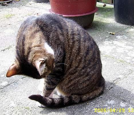 Huskat Celestin (himmelkat) - Rengøringstid.. billede 8