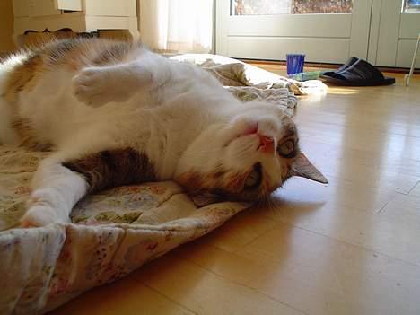 Blanding af racer Mitte - Er lige lidt pjattet.. billede 3