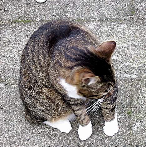 Huskat Celestin (himmelkat) billede 9